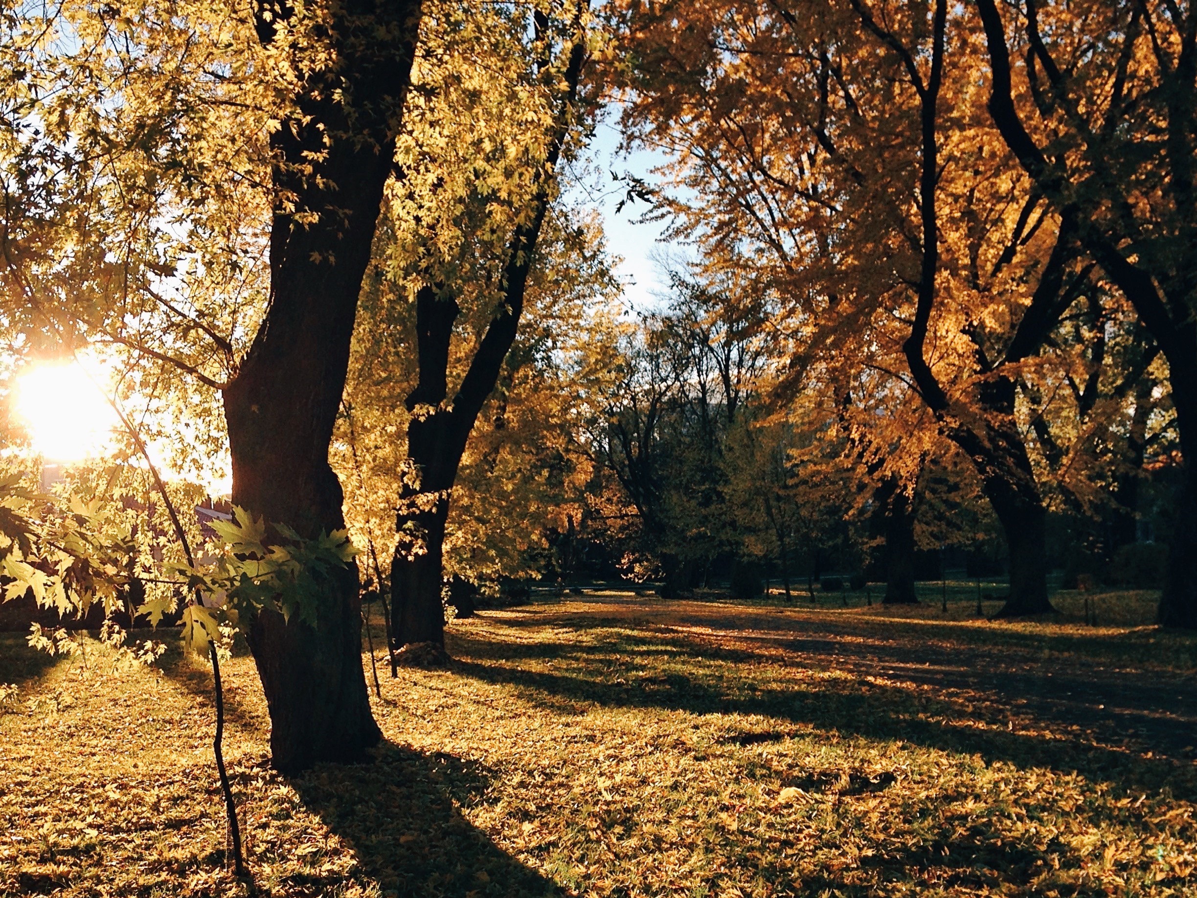 "Shortterm pain for longterm good" Speculations on the October